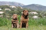 SHAR-PEI 397